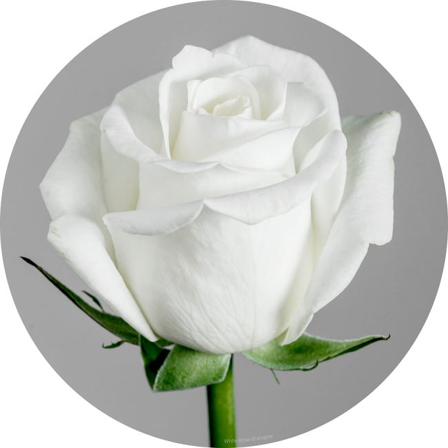 Verre imprim rose blanche ARTIS l44 x H44 cm  Leroy Merlin
